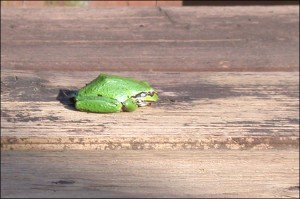 Treefrog who came and had a nap on the bench on my front deck.