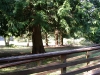 View of front garden from porch